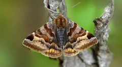 Ніж заслуговують на увагу совок?